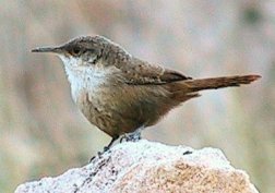 Canyon Wren